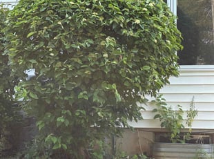 Bush Trimming by Matt Meicher for Alicia R. in Madison, WI
