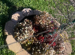 Weeding by Onel Cherilus for Gerald R. in Groveland, FL