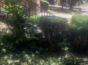Bush Trimming by William Lee for Ro P. in Nashville, TN