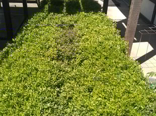 Bush Trimming by Gralin Johnson for 3220Walton Ave Fort worth, TX 76133 B. in Fort worth, Tx