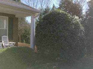 Bush Trimming by Eric Lewis for Robert A. in Waxhaw, NC