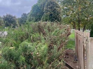 Bush Trimming by Paola Thornburgh for Mellissa G. in Wichita, KS