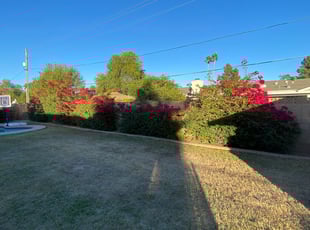 Bush Trimming by MarcusDesert no ok Burrell for Alyssa . in Phoenix, AZ