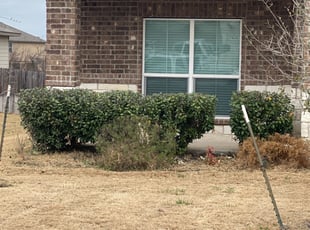 Bush Trimming by Lacy Dixon for Justin H. in Cibolo, TX