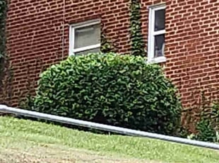 Bush Trimming by Kevin Philips for Michael M. in Cincinnati, OH