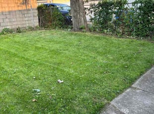Jacqueline P.'s Cleanups service result