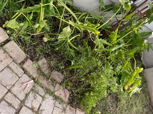 Bush Trimming by Alexander Stevenson for Alasdair J. in LOS ANGELES, CA