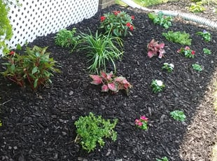 Landscaping by Terrence Hawkins for Rani R. in Washington, DC