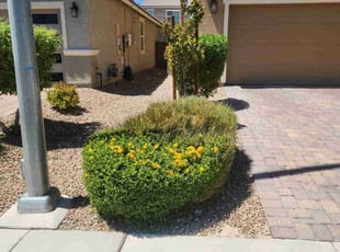 Bush Trimming by Lamont Johnson for Jenna S. in North Las Vegas, NV