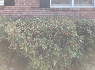 Bush Trimming by Jesse Carter for Teon D. in Slingerlands, NY