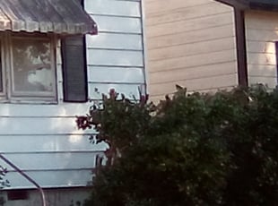 Joshua T.'s Bush Trimming service result