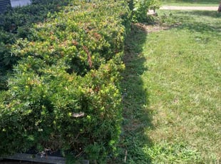 Bush Trimming by Shaun Hurst for Rona F. in Fenton, MO
