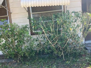 Bush Trimming by Robert Martin for Beverly J. in Lakeland, FL