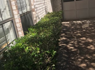 Bush Trimming by Juan Uribe for Tina R. in Dallas, TX