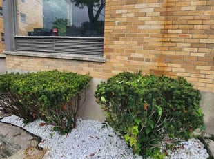 Bush Trimming by Kevin Philips for Michael M. in Cincinnati, OH