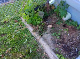 Bush Trimming by Dontai Jackson for Stefan G. in Jeffersonville, IN