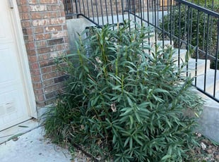Bush Trimming by Robert Pastrano for Marcus W. in Cibolo, TX
