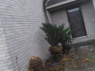 Bush Trimming by Danny Shipman for Antonio S. in San Antonio, TX