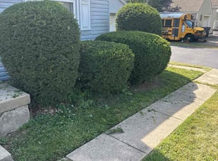 Bush Trimming by Evan Williams for Mickie H. in Dayton, OH