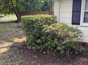 Bush Trimming by Chris Bruhh for Kimberly M. in Richmond, VA