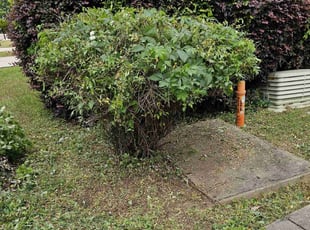 Bush Trimming by Francis Ferrero Sanchez for Soheyla M. in Tallahassee, FL