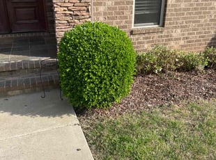 Bush Trimming by Ahyanna Jennings for Courtney M. in Gardendale, AL