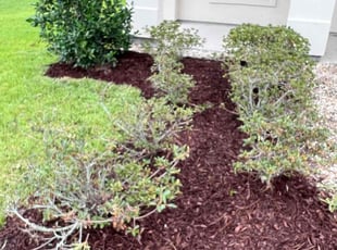 Weeding by Melinda Smith for Robby W. in Baton Rouge, LA