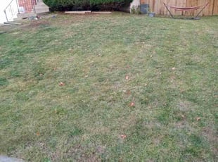 Bush Trimming by Heshimu Boyd for Michelle F. in Olathe, KS