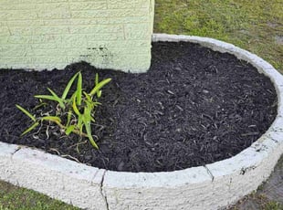 Mulching by Ryan Trapp for Diego S. in Cape Coral, FL
