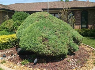 Bush Trimming by Daniel Burton for JB T. in Orland Park, IL
