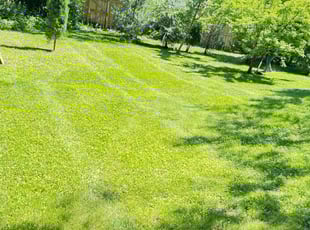 Jennifer H.'s Yard Cutting service result