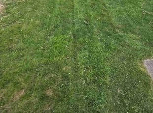 Kristin L.'s Grass Cutting service result