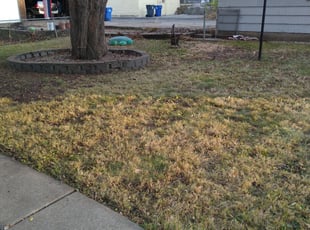 Leaf Removal by Steven Pearson for Christine B. in Saint Paul, MN