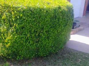 Jessie J.'s Lawn Service service result