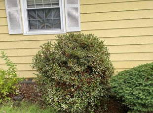 Sheri M.'s Bush Trimming service result