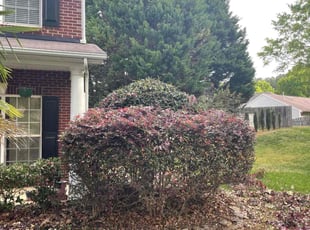 Bush Trimming by James Nash for Ethan C. in Mooresville, NC