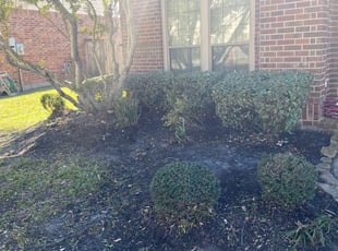 Bush Trimming by Agapito Rivera for Jacklin S. in Pearland, TX