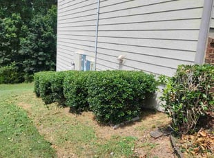 Teshia R.'s Bush Trimming service result