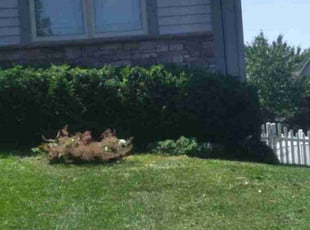Weeding by Julio Almestica for Adam M. in Lee's Summit, MO