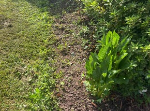 Weeding by Debbie Carper for Stephen N. in Virginia Beach, VA