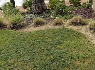 Bush Trimming by Ryan Gault for Anant P. in Clovis, CA
