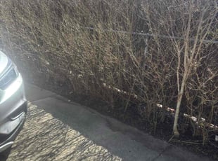 Leaf Removal by Jack Brown for Eileen B. in Dearborn, MI