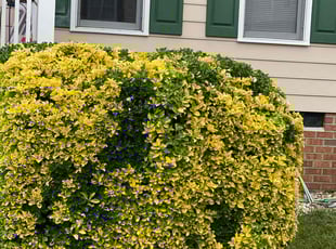 Bush Trimming by Anthawn Dennis for Jeremy B. in Richmond, VA
