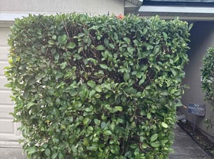 Bush Trimming by Makenly Stainles for Alysia S. in Jacksonville, FL