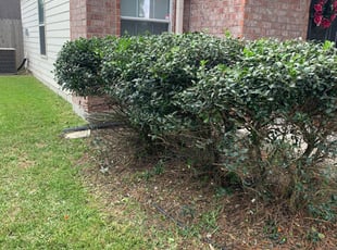 Bush Trimming by Anthony Zola for Anahi R. in Houston, TX