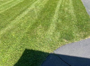 Lorraine S.'s Lawn Mowing service result