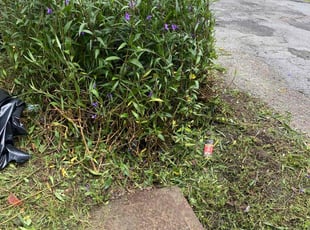 Bush Trimming by Gary Allen for Cherrie K. in New Orleans, LA