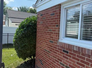 angelito d.'s Bush Trimming service result