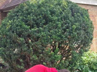 Bush Trimming by Damian Brossart for Phillip B. in Cincinnati, OH