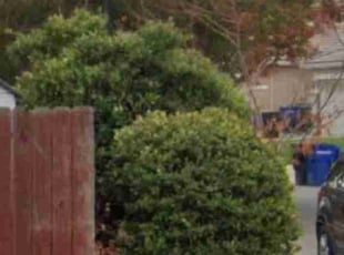 Bush Trimming by Felix Feliciano Jr for Alexandra F. in Patterson, CA